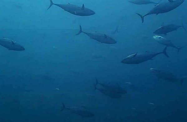 banco-de-bacoretas-comiendo-pequenos-pelagicos