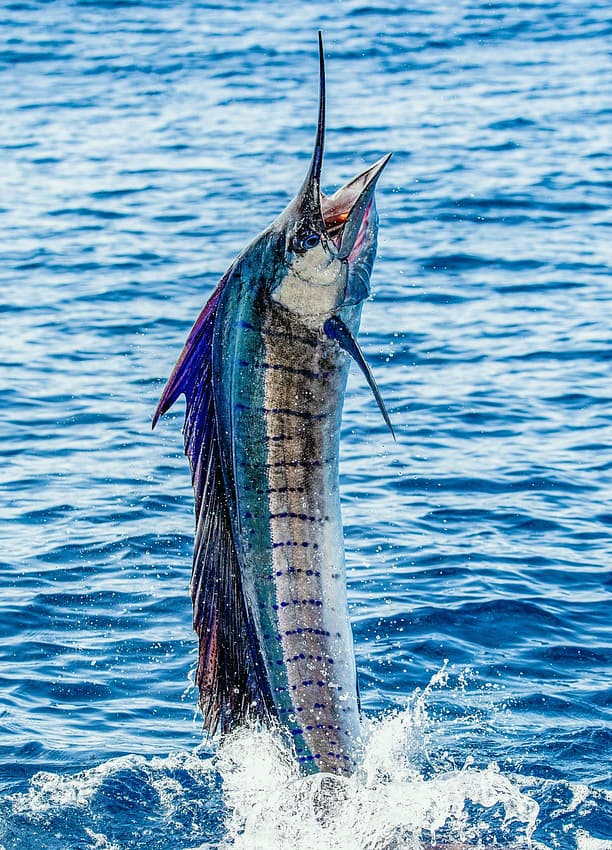 pez-vela-saltando-fuera-del-agua