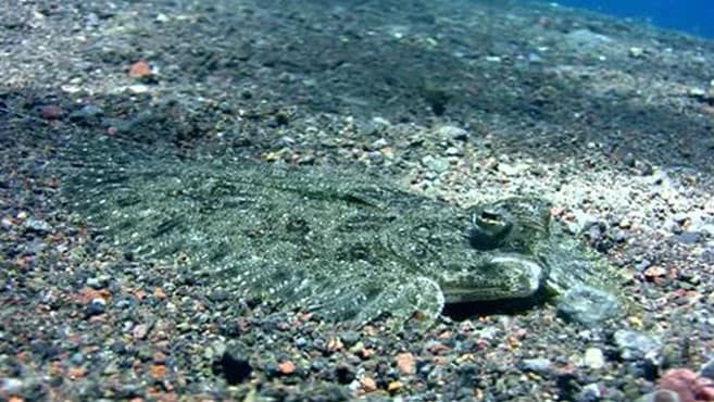 rodaballo enterrado para emboscar