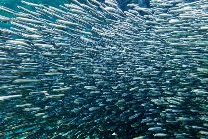 banco-de-juveniles-pelagicos