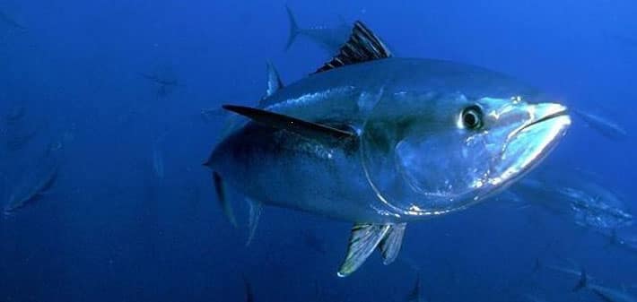 atún-rojo-adulto