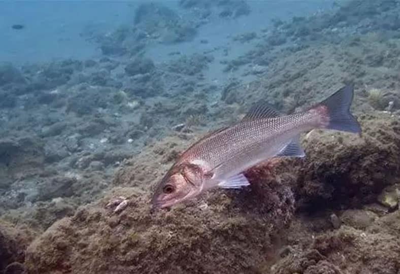 nueva ley de pesca recreativa de la lubina