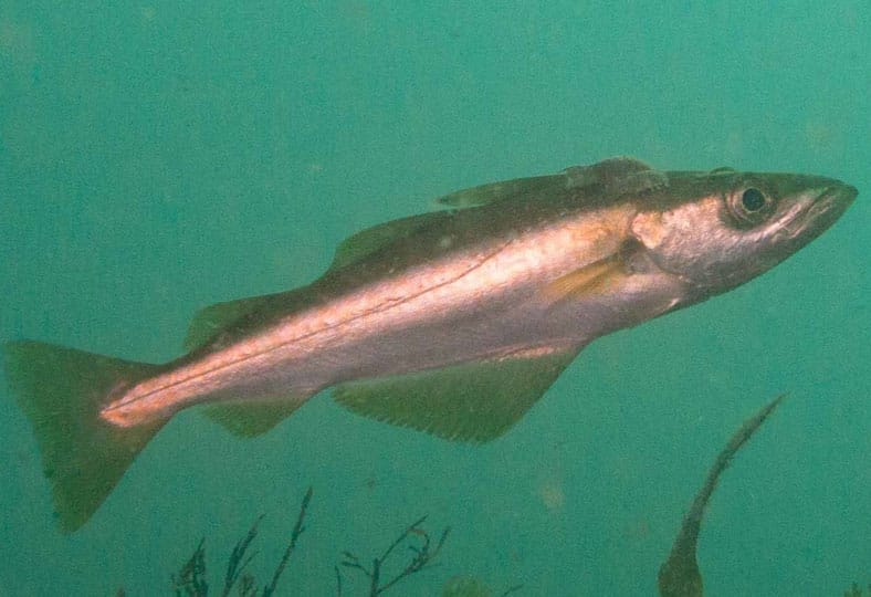 nueva ley de pesca recreativa del abadejo