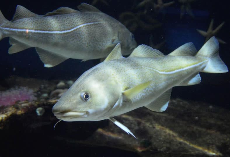 el bacalao considerado como especie con protección diferenciada