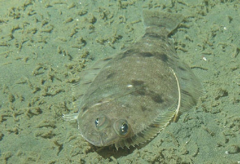 nueva ley de pesca recreativa del lenguado