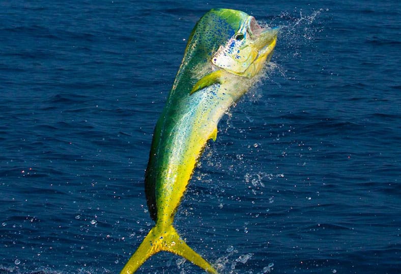 nueva ley de pesca recreativa de la lampuga