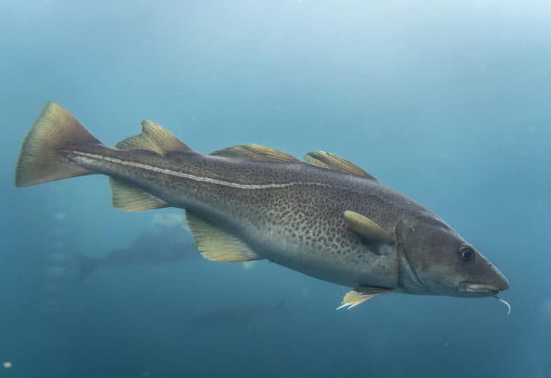 nueva ley de pesca recreativa del bacalao