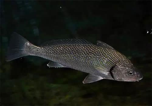 verrugato en pesca recreativa