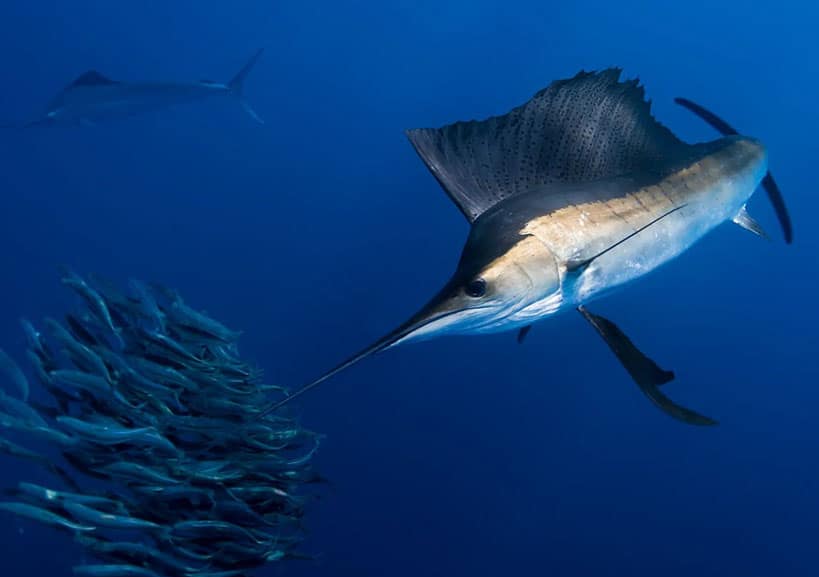 pez-vela-cazando-a-media-agua