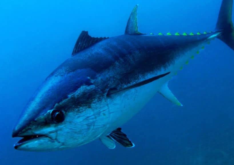 atún-rojo-mediterraneo