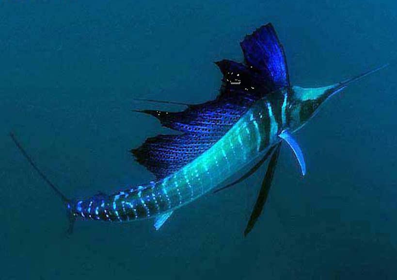 ejemplar-de-pez-vela-visto-desde-arriba-mostrando-sus-colores