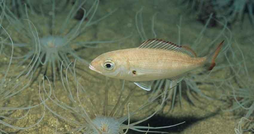 aligote alimentandose entre anémonas