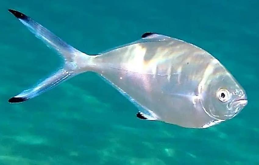 palometa-nadando-en-aguas-claras