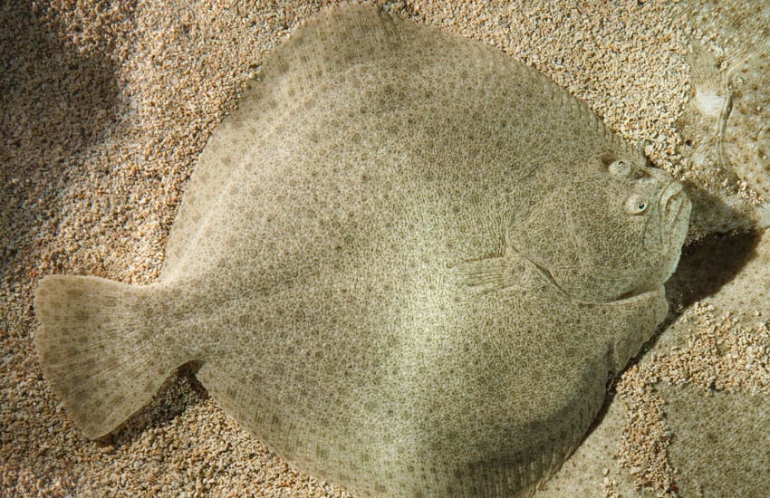 rodaballo en pesca recreativa