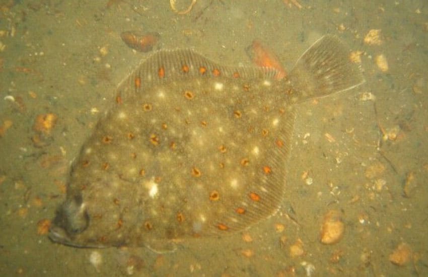 platija en pesca recreativa