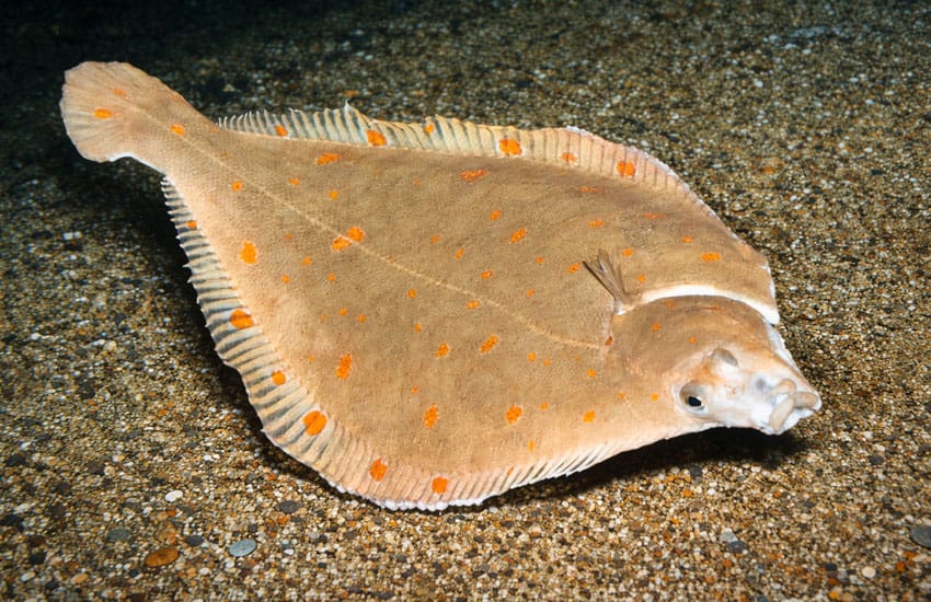 platija en fondo de chinorro succionando alimento