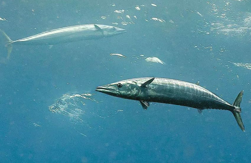 pareja-de-petos-nadondo-en-semisuperficie