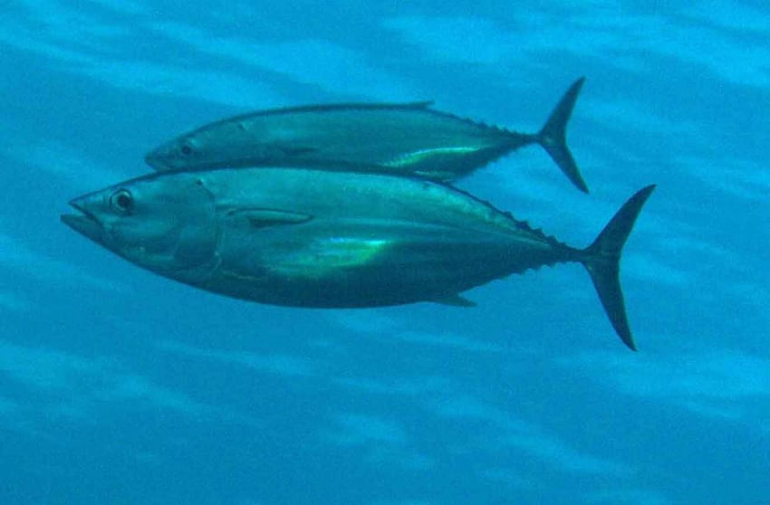 listado-nadando-en-aguas-abiertas