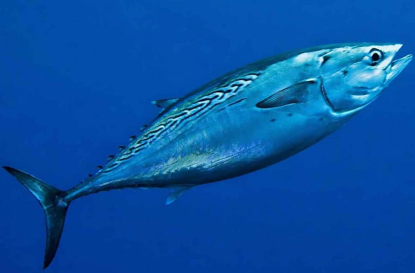 bacoreta-en-mar-abierto