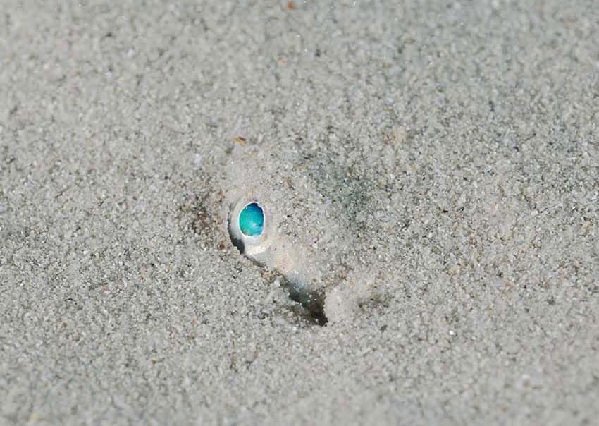 lenguado enterrado en fondo de arena limpia