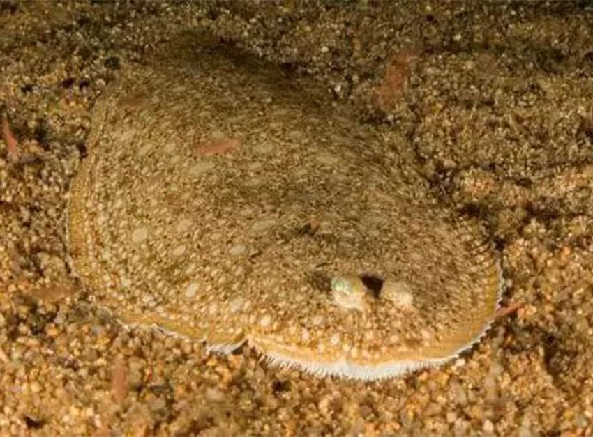 lenguado en pesca recreativa