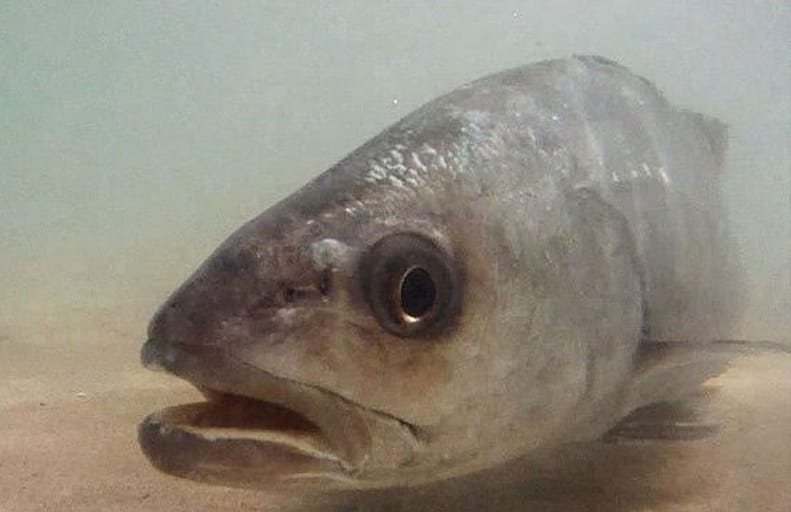 alimentación natural de la corvina