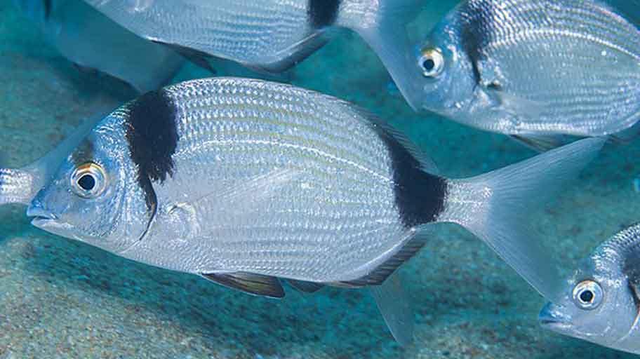 mojarra patrullando fondo mixto