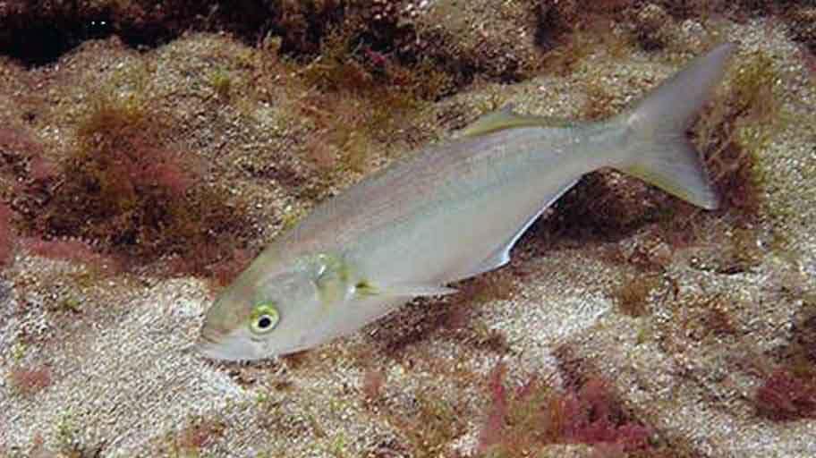 anjova buscando comida