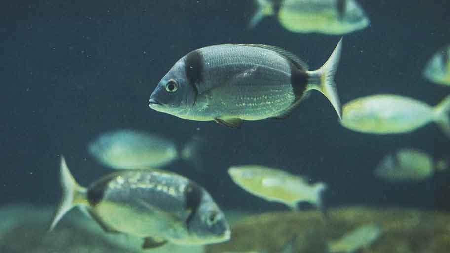 mojarra alimentandose con otros peces