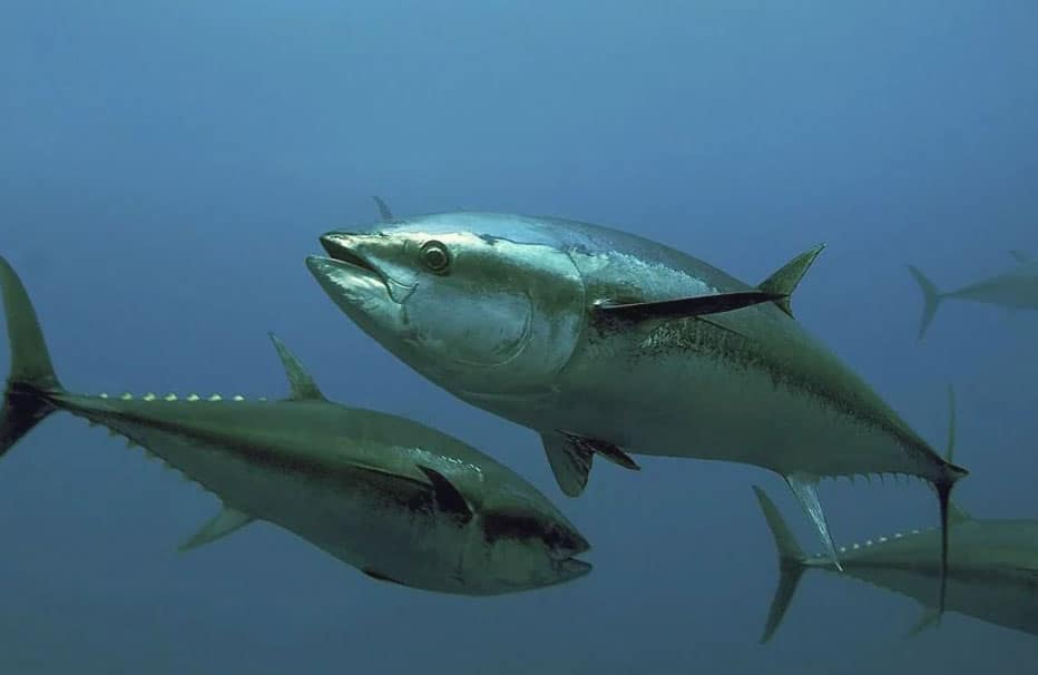 regulación-pesca-del-atun-rojo