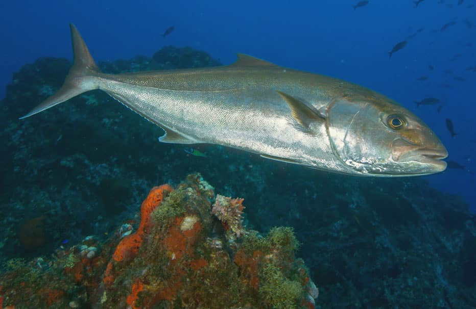 pez-limon-en-fondo-de-coral