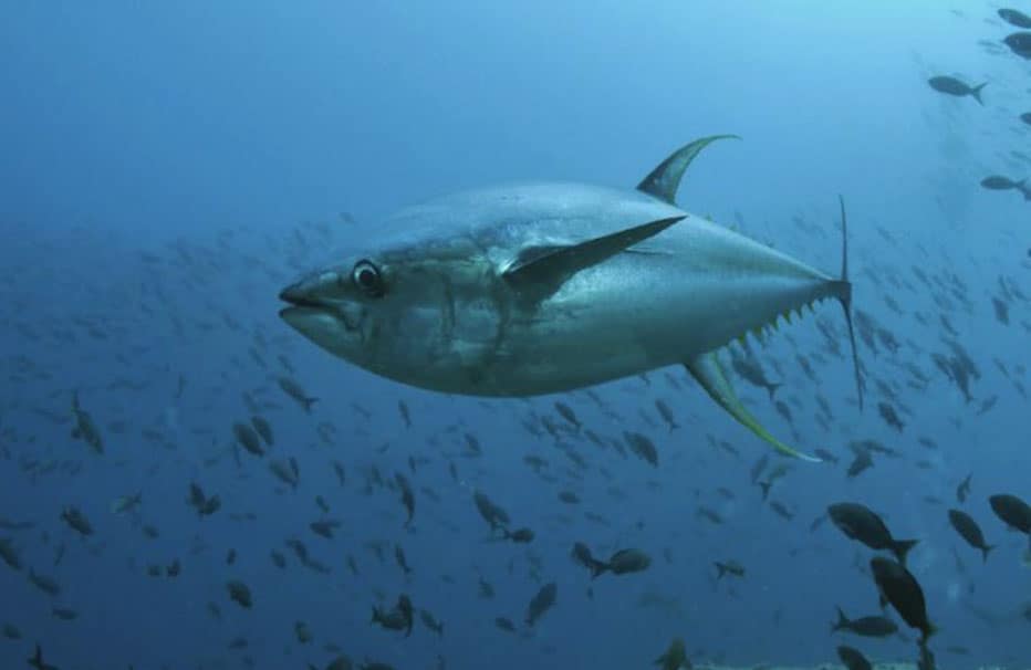 atun-de-aleta-amarilla-solitario-patrullando-estructura