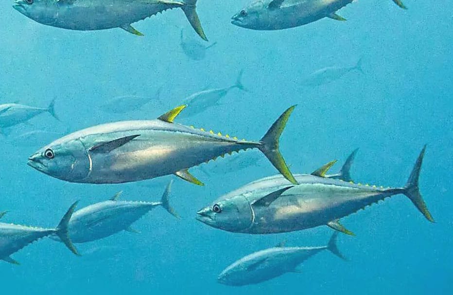 banco-de-atun-de-aleta-amarilla