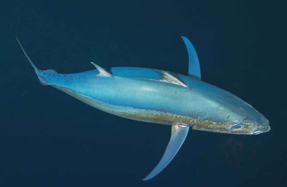 regulación-pesca-del-atun-rojo