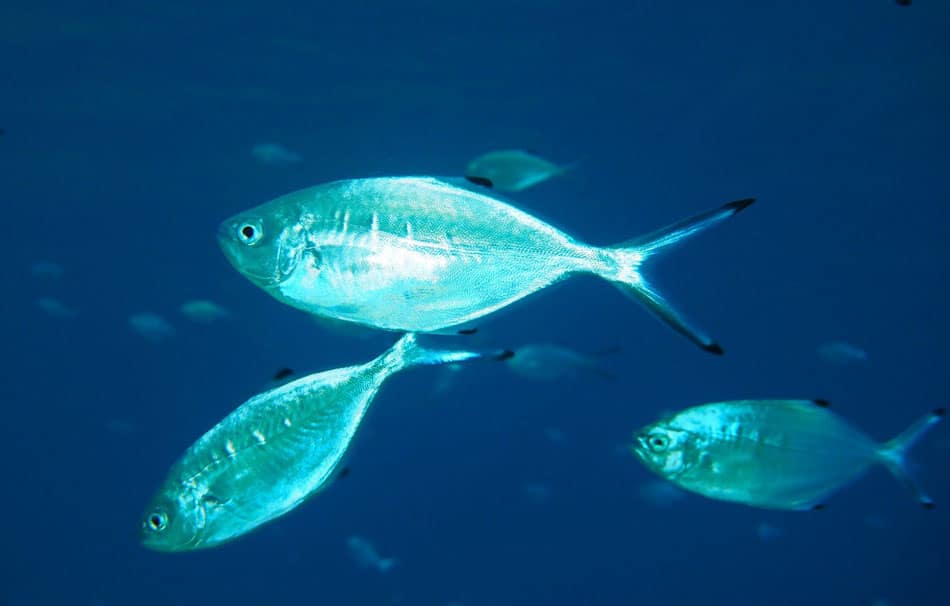 palometas blancas juveniles en superficie