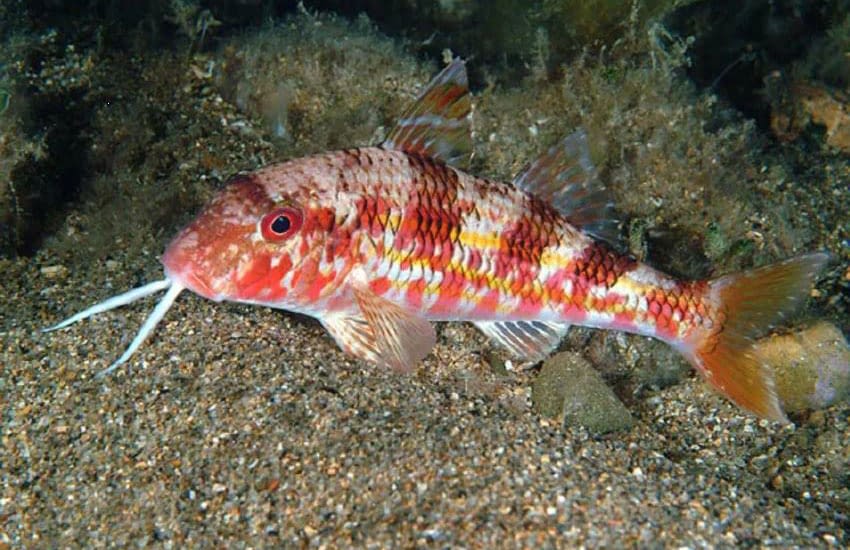 salmonete buscando alimento en arena