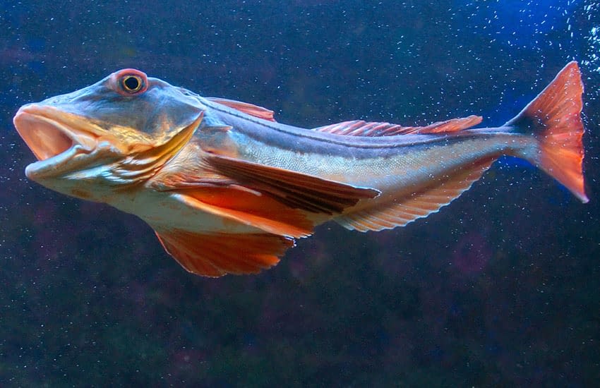 Rubio común (Chelidonichthys lucerna) en pesca recreativa