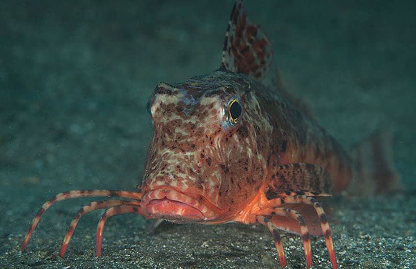 rubio buscando alimento en arena